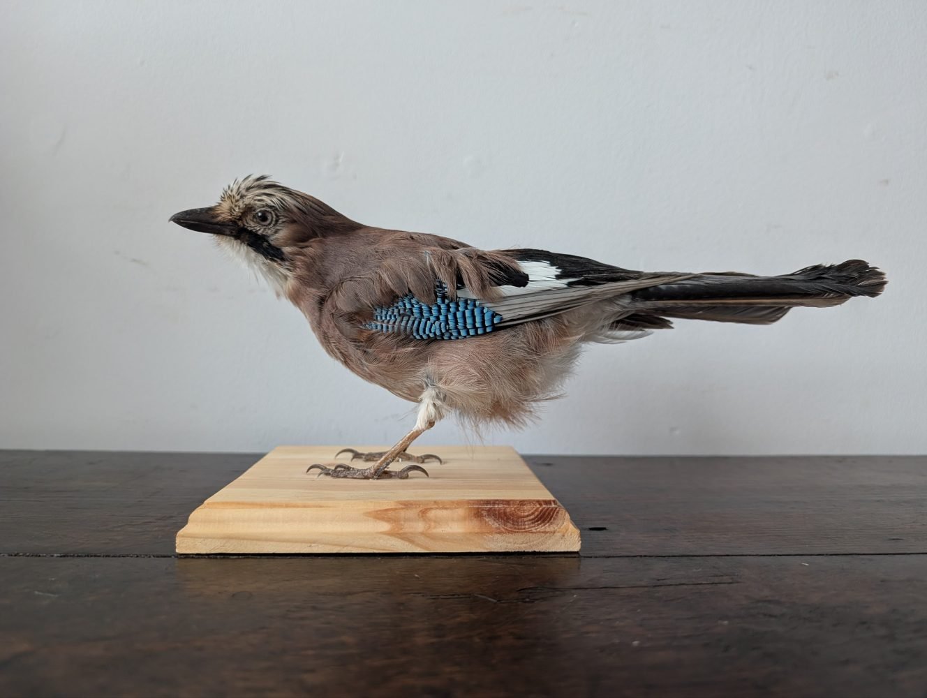 Bird Taxidermy