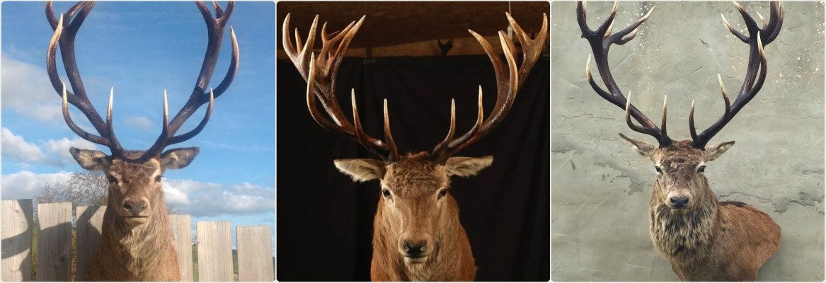 Finished stag mounts by Alba Highland Taxidermy