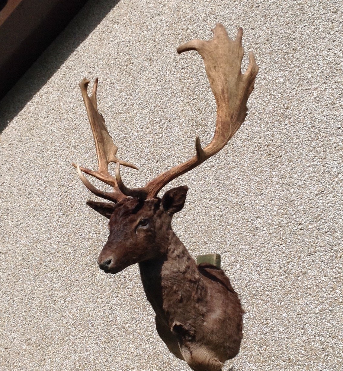 Fallow buck taxidermy head mount, finished piece