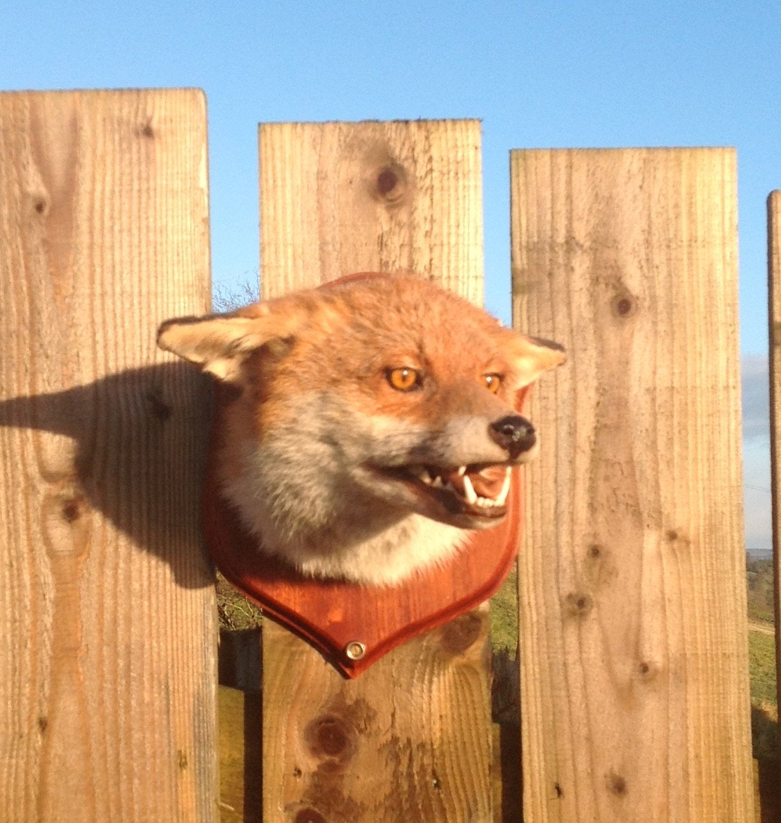 Fox head taxidermy snarling mount