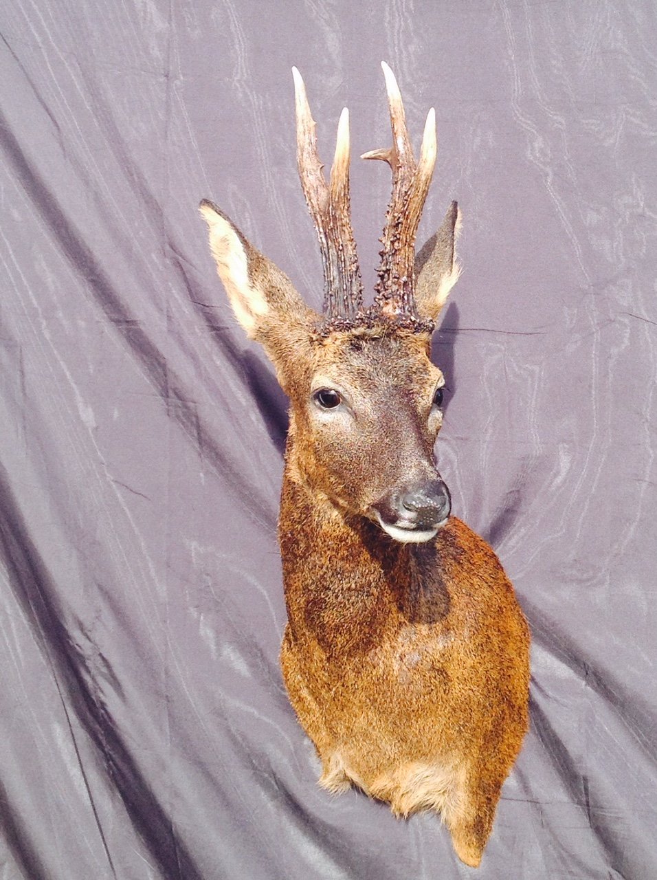 Roe buck gold medal taxidermy head mount