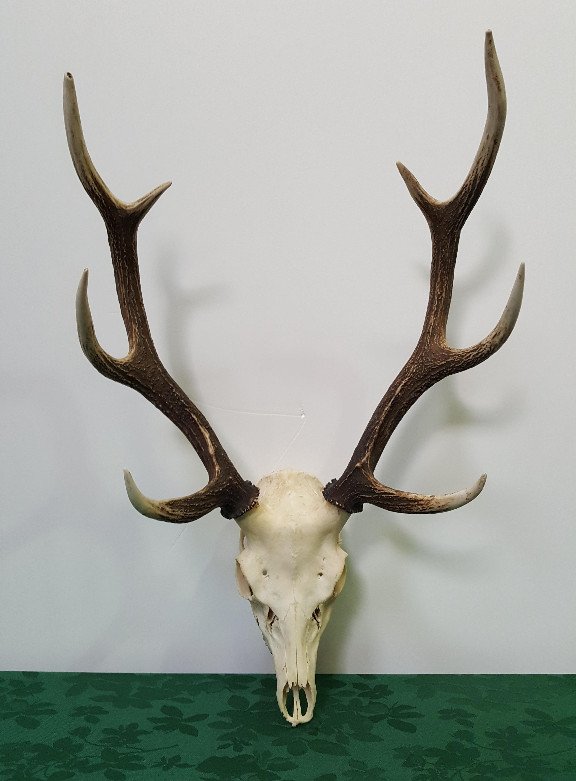 Sika Stag Antlers