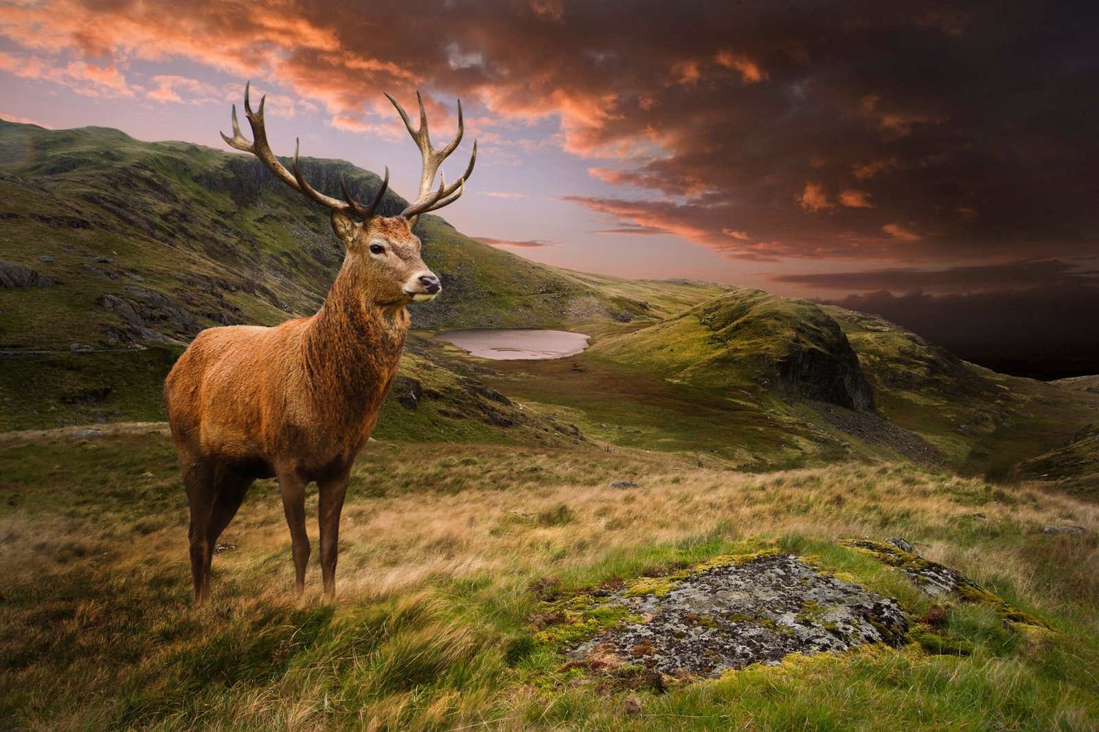 Highland stag mount by Alba Highland Taxidermy