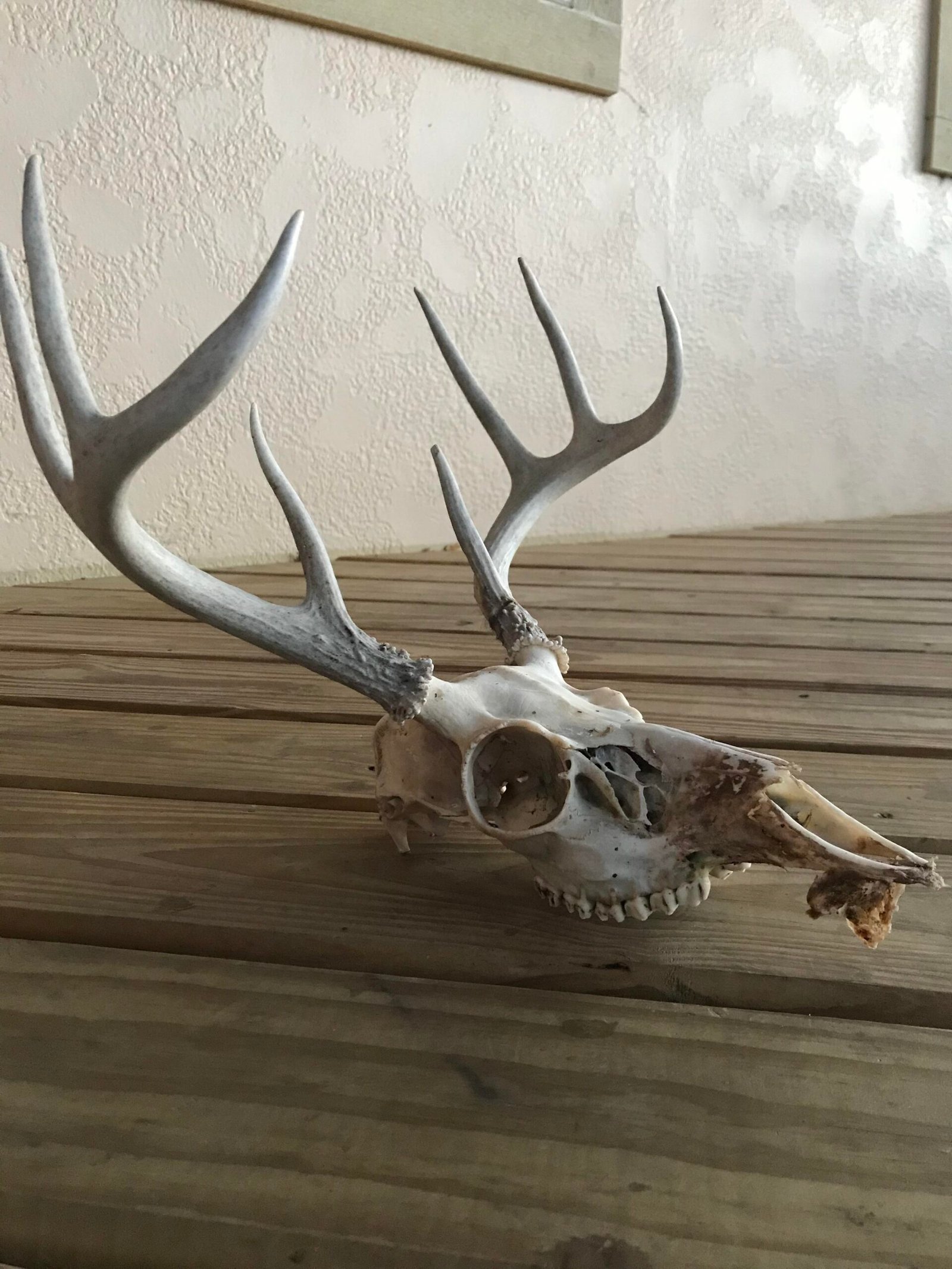 Deer Head Cleaning Service