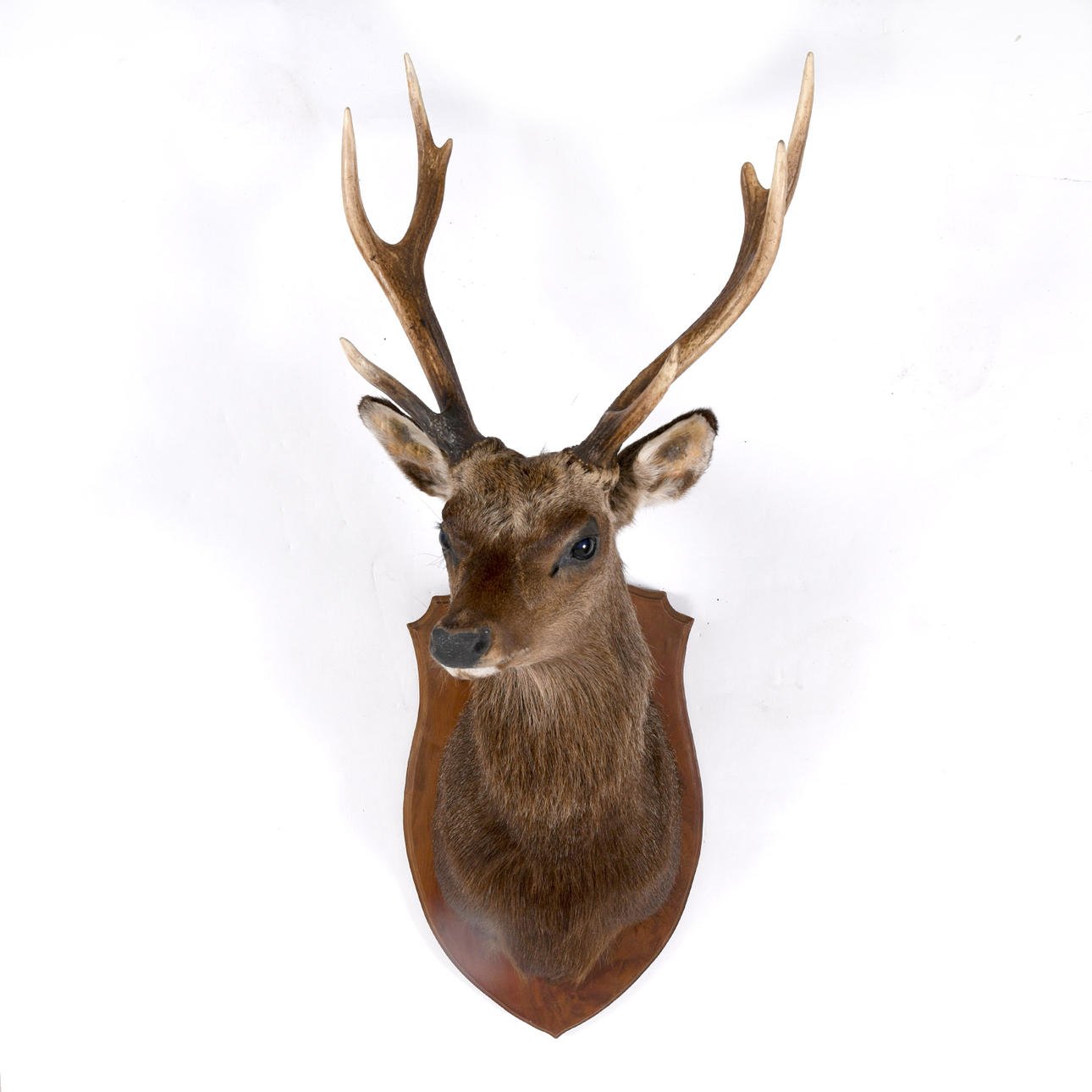 Sika Stag Taxidermy