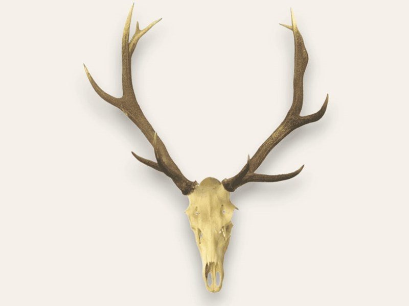 Red Deer Stag Antlers